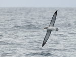Salvin's_Albatross_1021