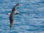 Salvin's_Albatross_1536