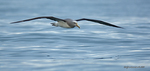 Salvin's_Albatross_1618