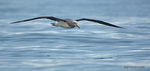 Salvin's_Albatross_1618