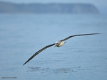 Salvin's_Albatross_1627