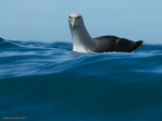 Salvin's_Albatross_5903