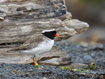 Shore_Plover_0492