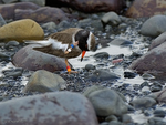 Shore_Plover_0496