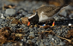 Shore_Plover_0550