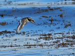 Shore_Plover_0576