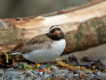 Shore_Plover_5329