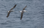 Shy_Albatross_x_2_1053