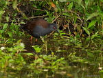 Spotless_Crake_0195