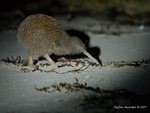 Stewart_Is_Brown_Kiwi_5547