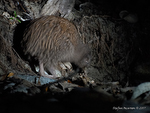 Stewart_Is_Brown_Kiwi_5559