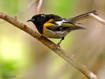 Stitchbird_0022