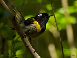 Stitchbird_0297