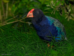 Takahe_5211