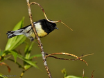 Tomtit_0665