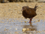 Weka_0804