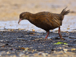 Weka_0812