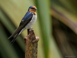 Welcome_Swallow_0055