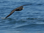 White-chinned_Petrel_1840