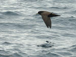 White-chinned_Petrel_5646