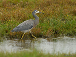 White-faced_Heron_9068