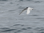 White-fronted_Tern_1125