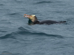 Yellow-eyed_Penguin_1124